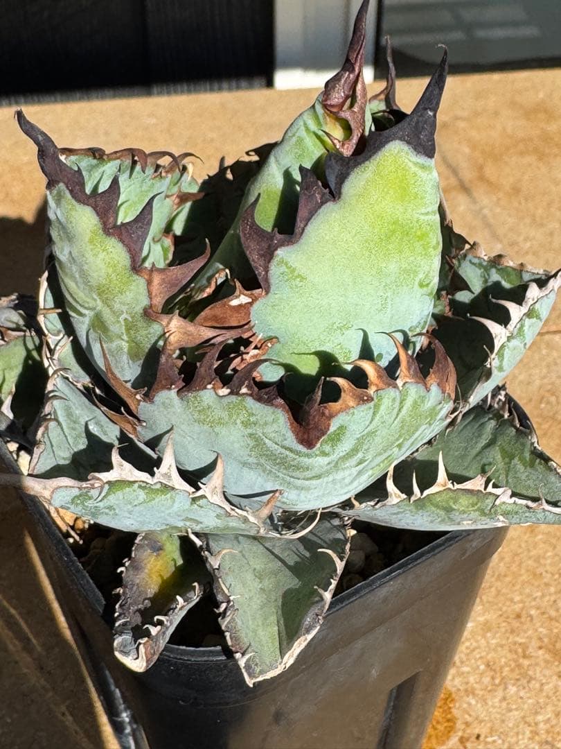 み*い様 アガベ　チタノタブルー実生