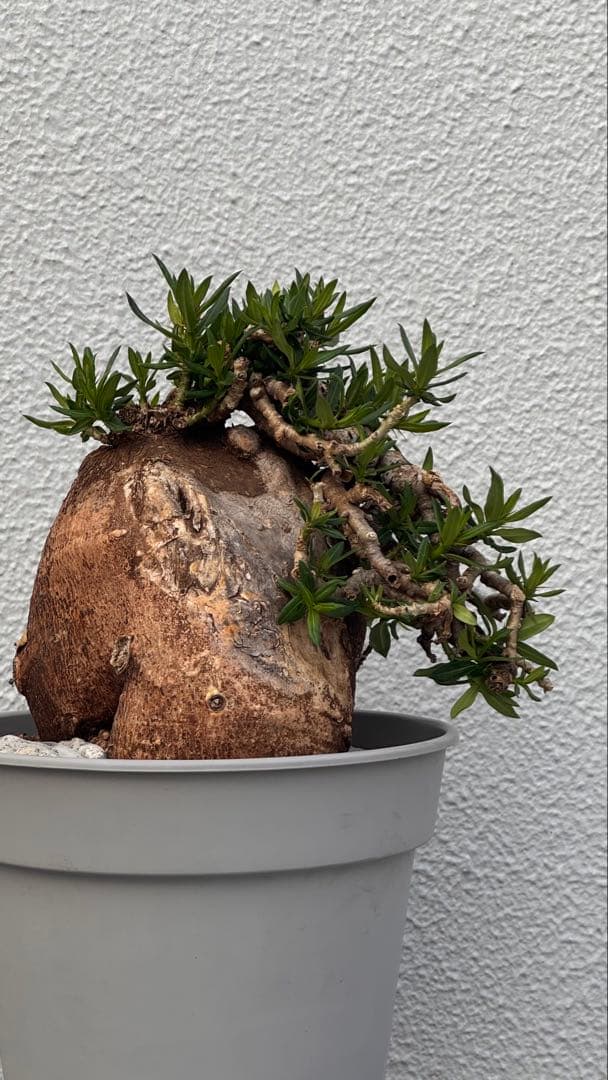 パキポディウム ビスピノーサム　発根済み