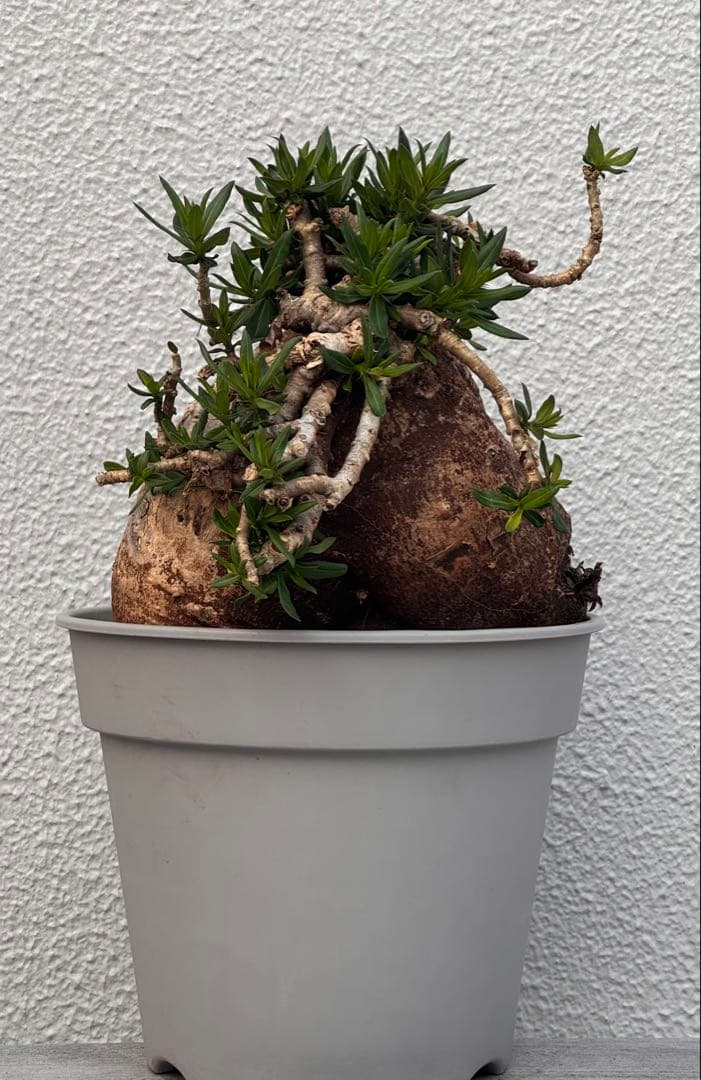 パキポディウム ビスピノーサム　発根済み