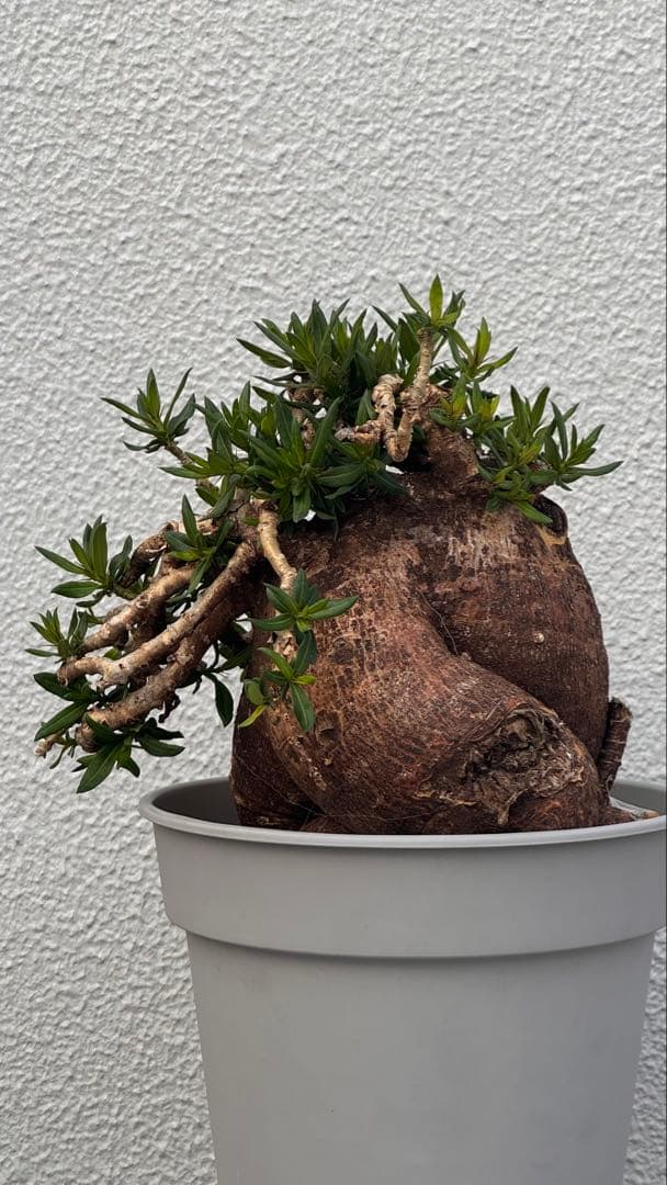 パキポディウム ビスピノーサム　発根済み