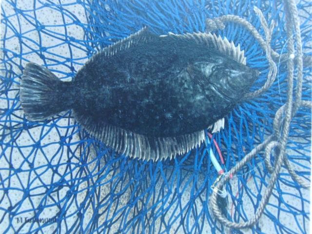 玉之内満雄、釣れたかれい、希少な画集より、新品高級額