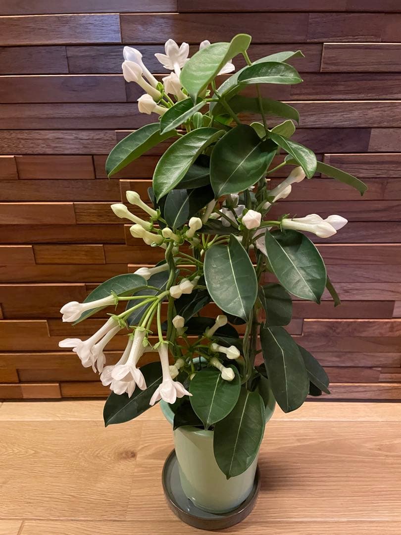 【花苗】マダガスカルジャスミン ② ４号鉢ごと メルカリ便発送　母の日に❤︎