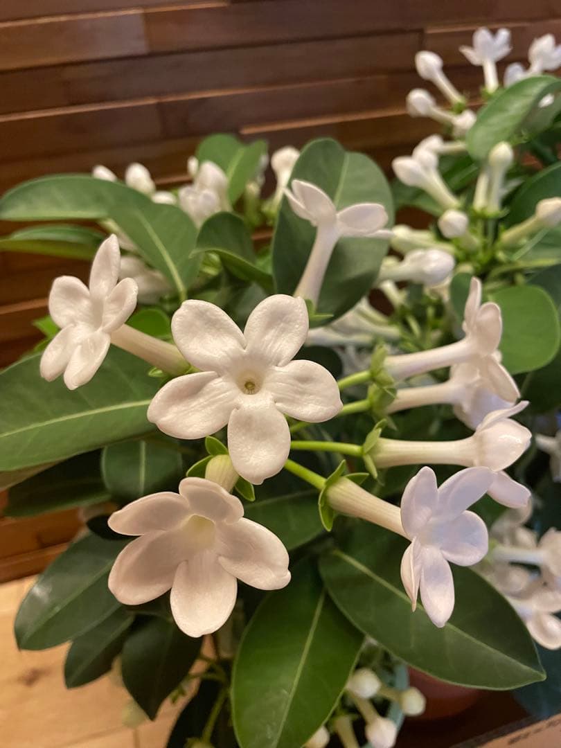 【花苗】マダガスカルジャスミン ② ４号鉢ごと メルカリ便発送　母の日に❤︎