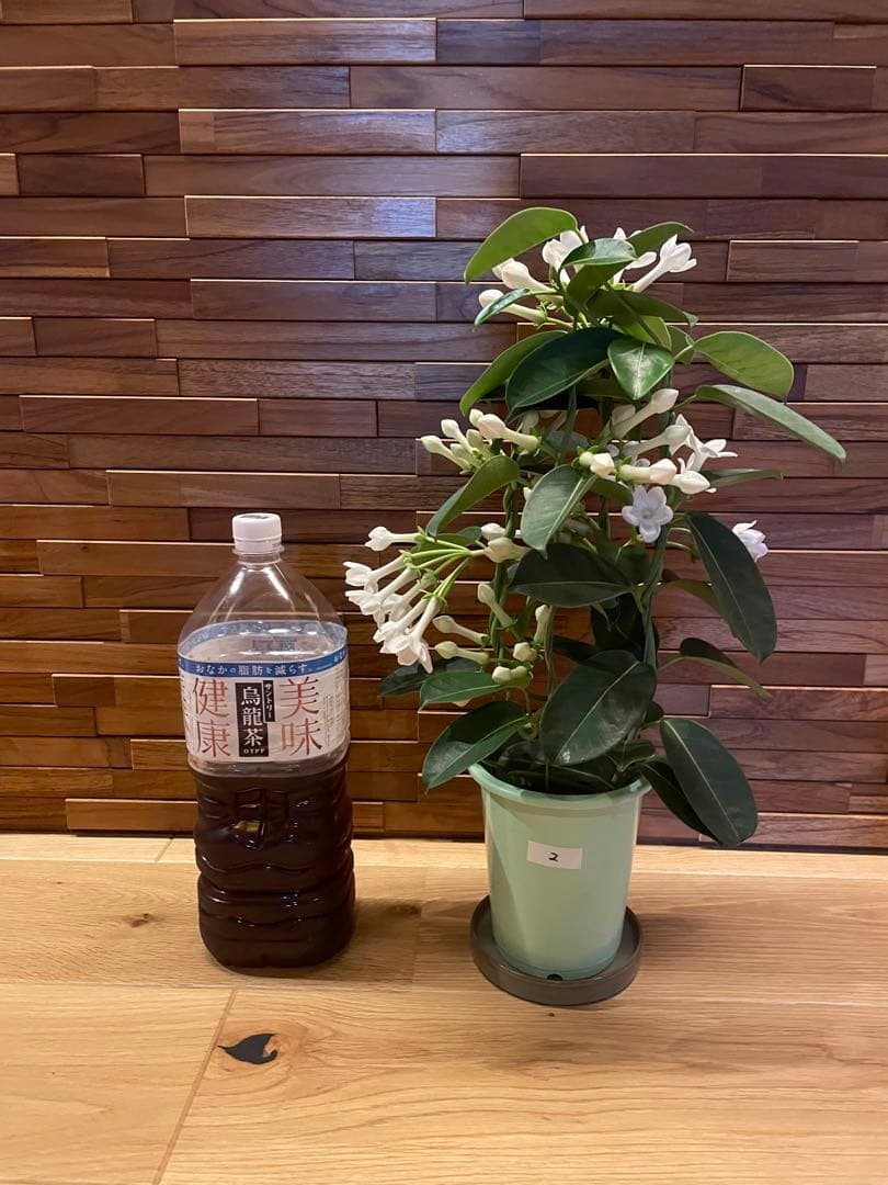 【花苗】マダガスカルジャスミン ② ４号鉢ごと メルカリ便発送　母の日に❤︎