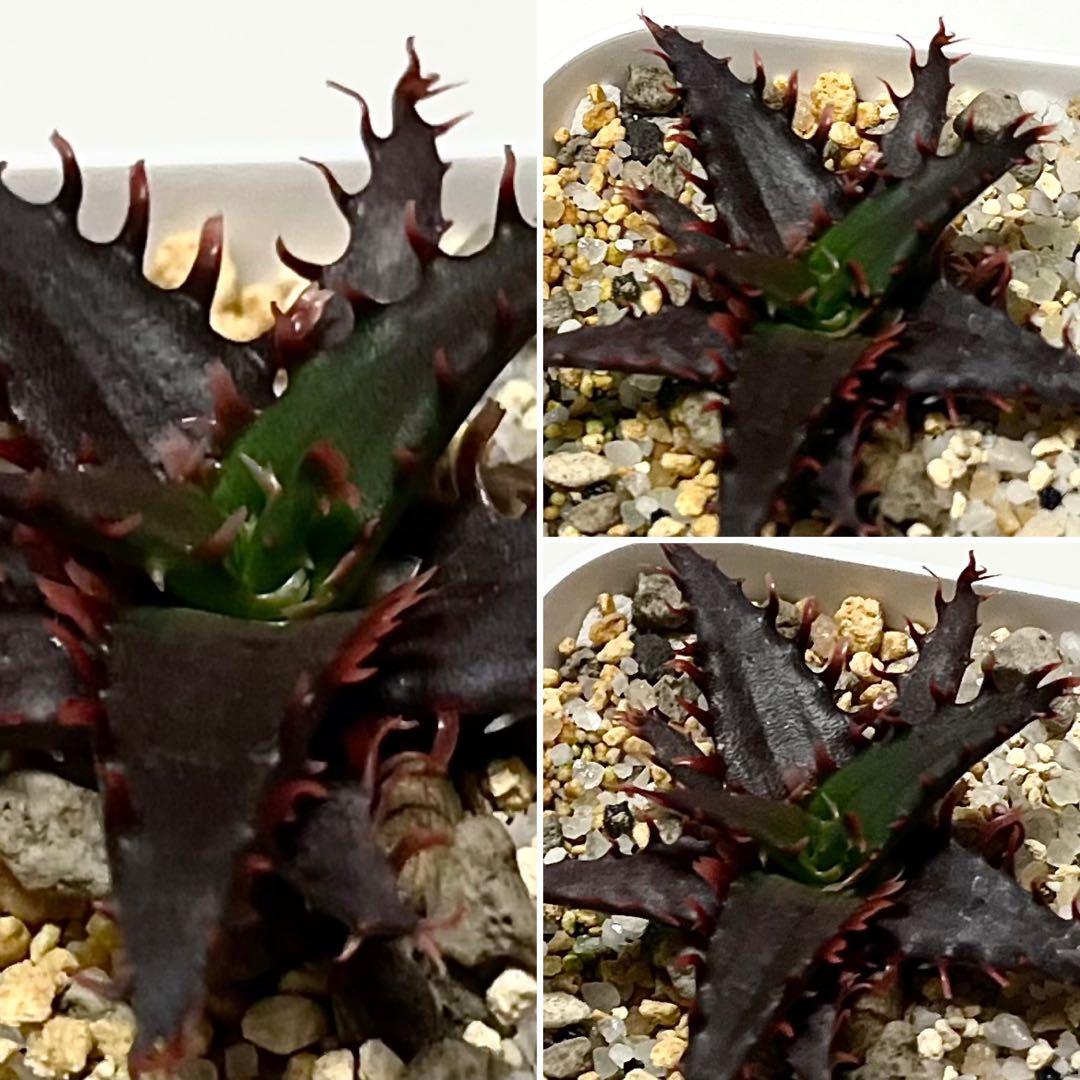 ◾️アロエTCTハイブリッド【子株】カスティロニアエハイブリッド 第四