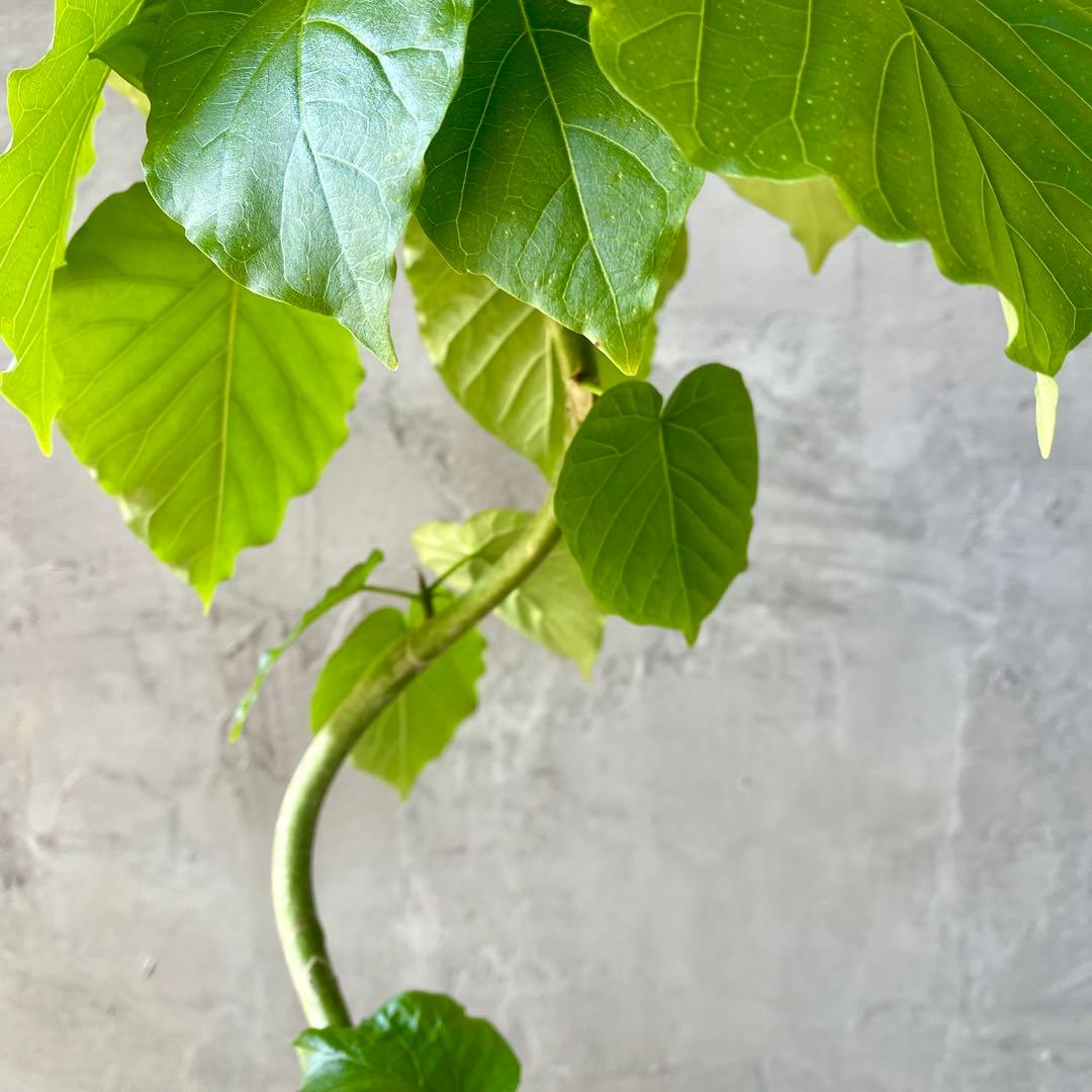 フィカス　ウンベラータ　螺旋　天然苔仕立て　陶器鉢　植え込み