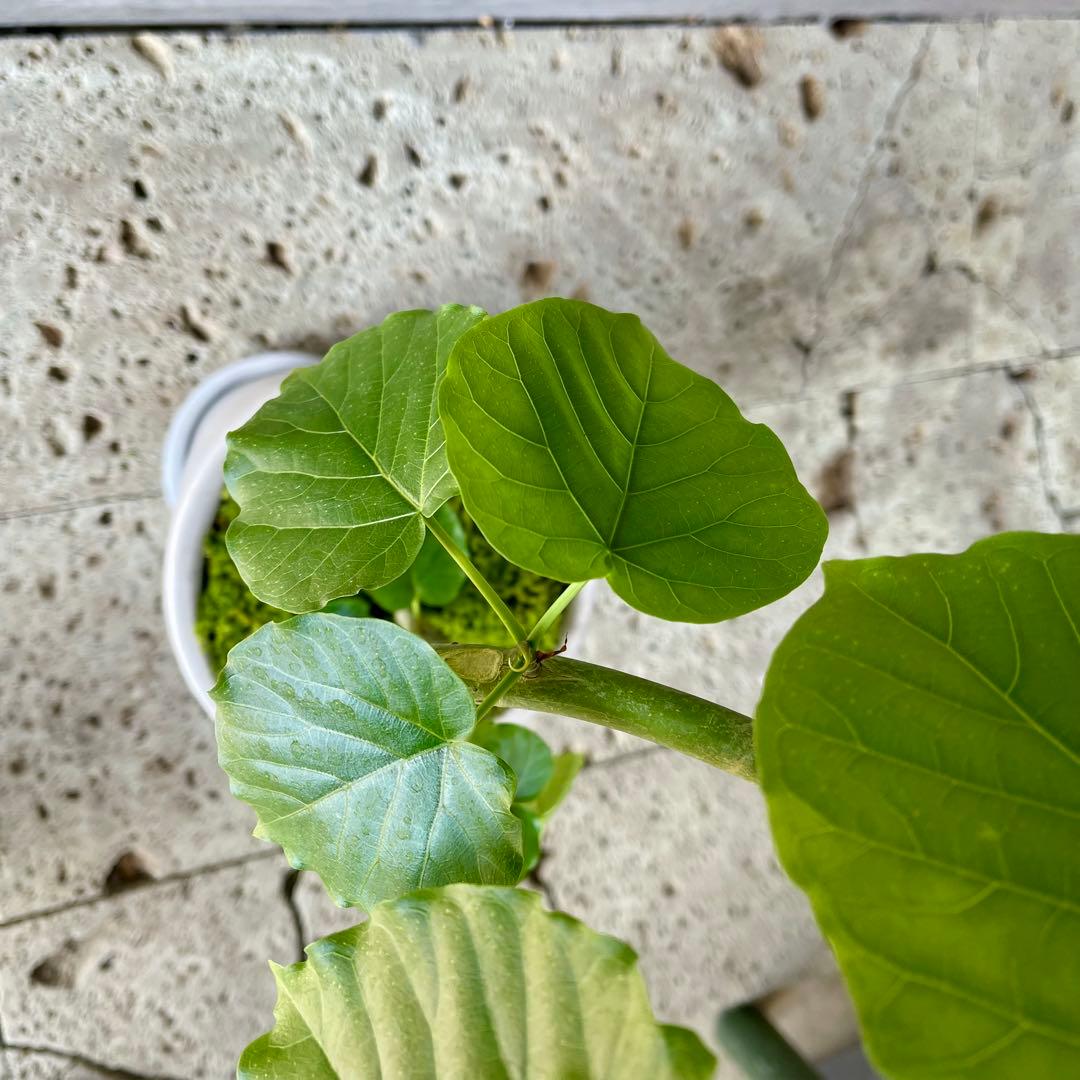 フィカス　ウンベラータ　螺旋　天然苔仕立て　陶器鉢　植え込み
