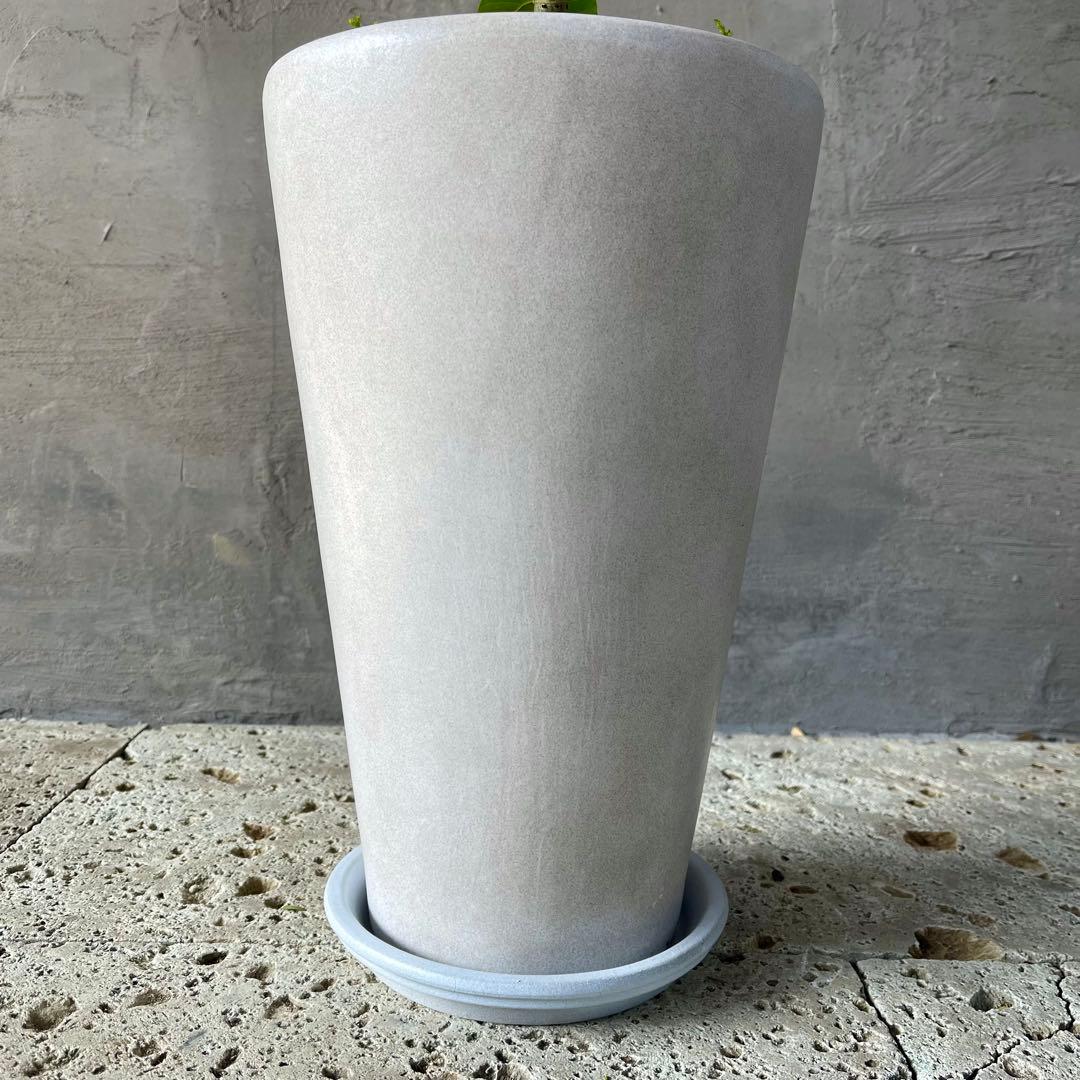 フィカス　ウンベラータ　螺旋　天然苔仕立て　陶器鉢　植え込み