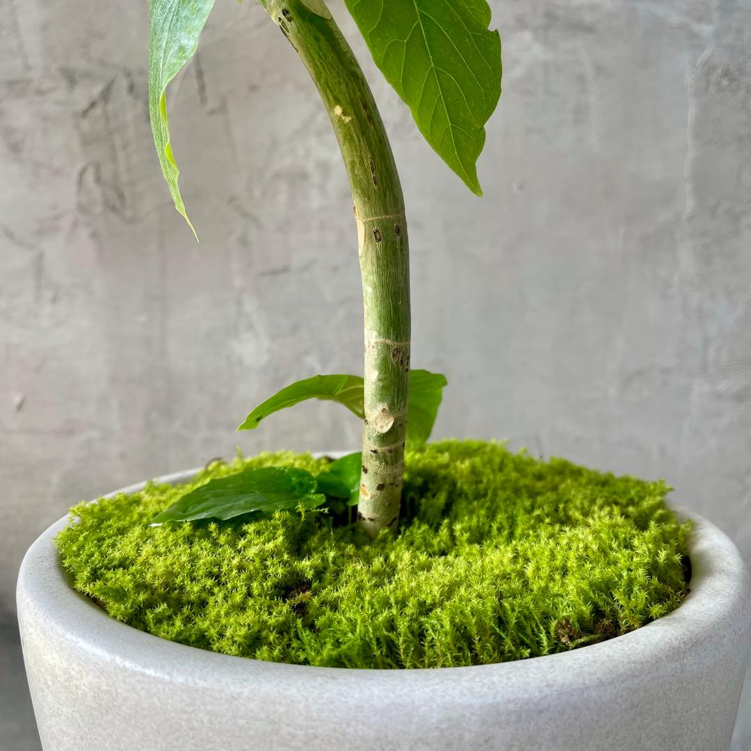 フィカス　ウンベラータ　螺旋　天然苔仕立て　陶器鉢　植え込み