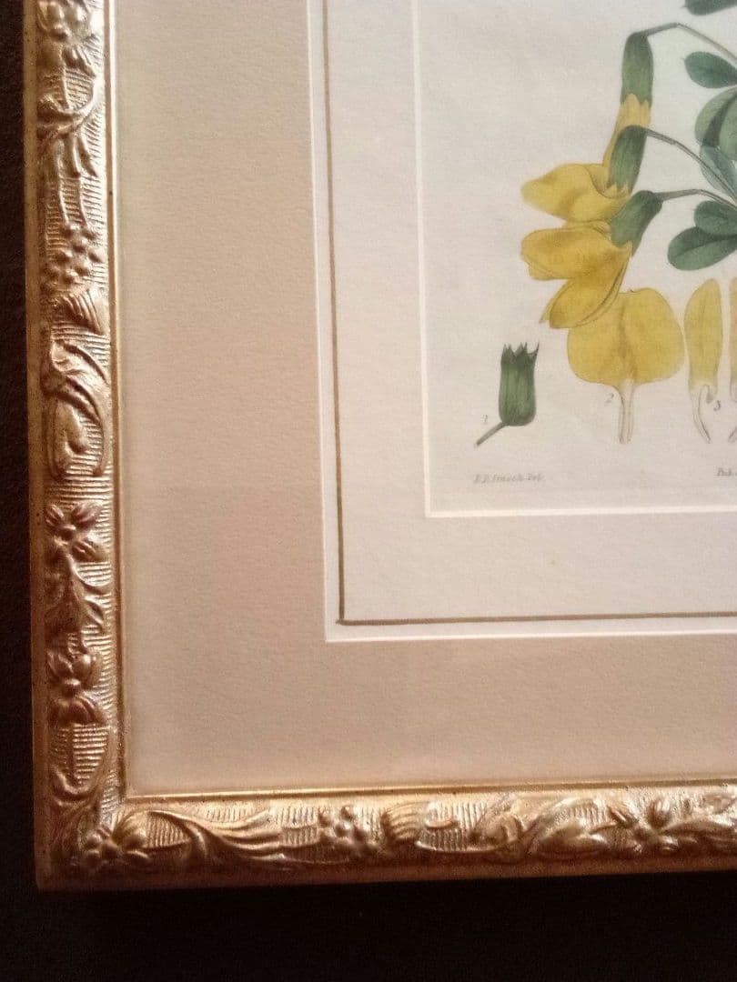 イギリス ボタニカル画の額装品 銅版画に手彩色 1827年 - メルカリ