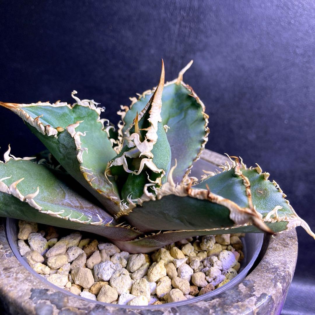 アガベ チタノタ 金剛 キングコング - メルカリ