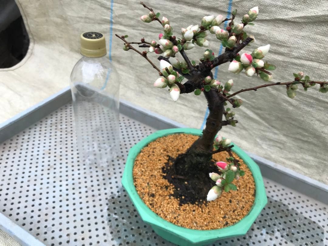 木瓜(ボケ)・放春花 安田錦 6寸(咲分け保証品)① - メルカリ