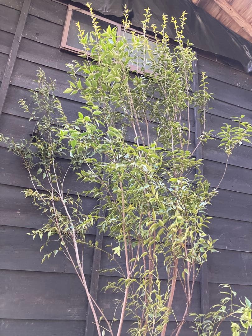 山採り ハイノキ