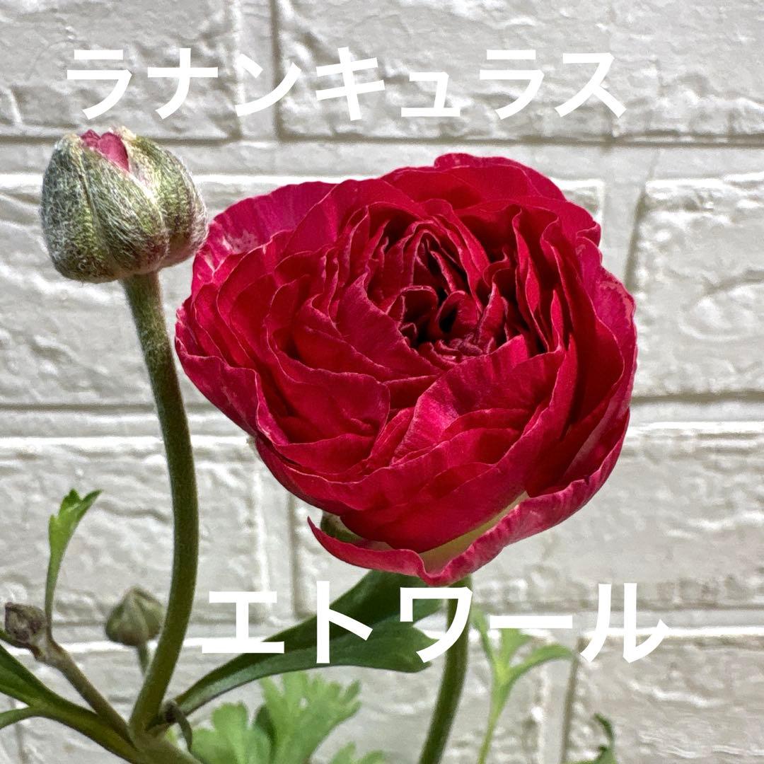 現品】Sレア♡ラナンキュラス♡エトワール♡花苗うえた♡3.5号
