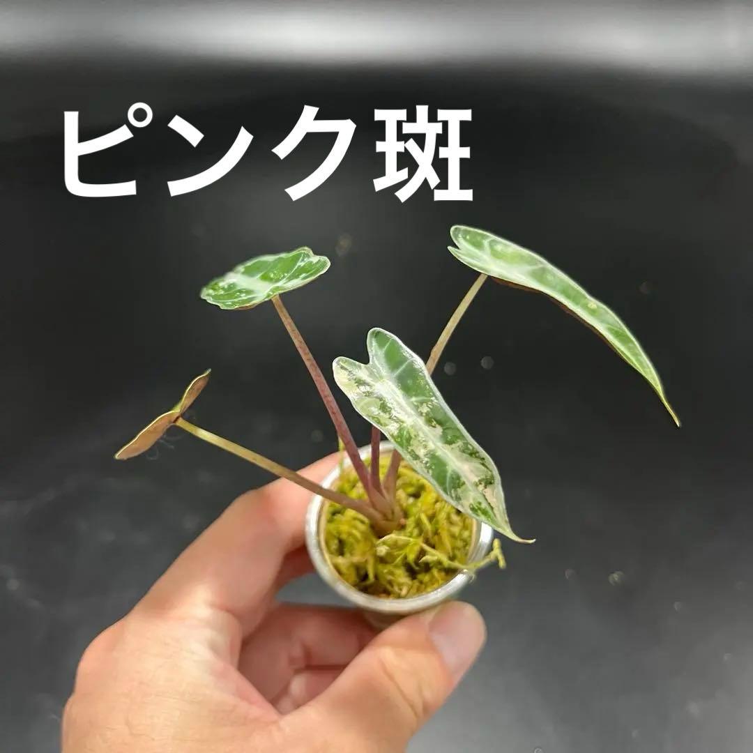 アロカシア バンビーノ ピンク 斑入り - メルカリ