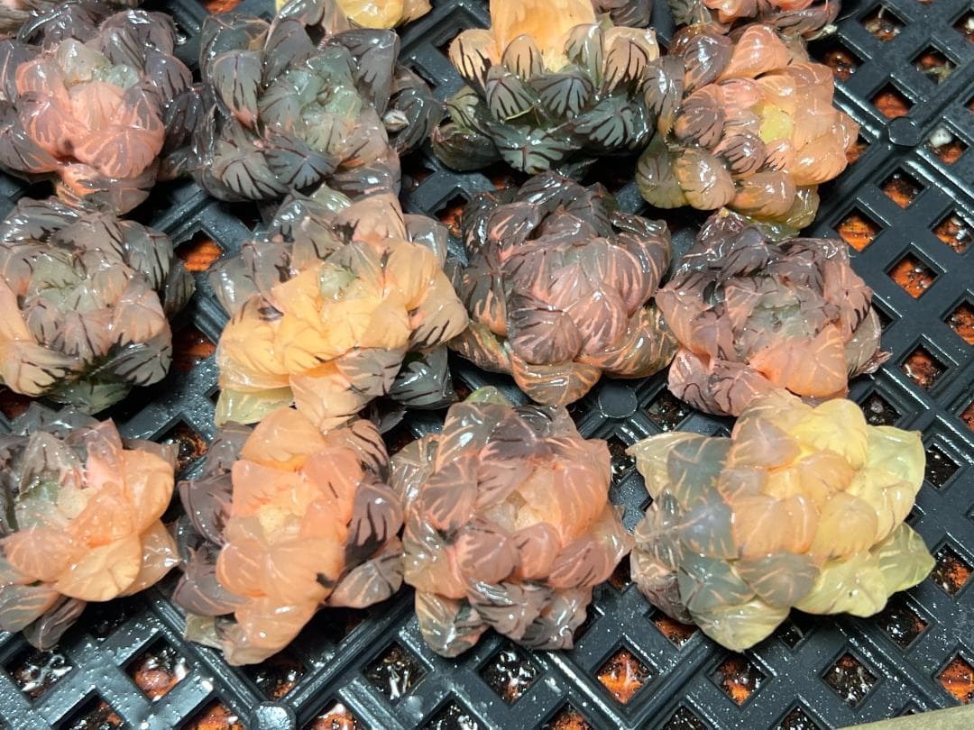 H*C様 多肉植物 ハオルチア　オブツーサ錦 水中月錦 糊斑 超美品 25株セッ