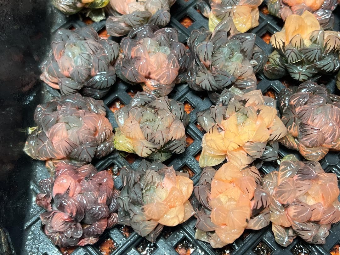 H*C様 多肉植物 ハオルチア　オブツーサ錦 水中月錦 糊斑 超美品 25株セッ