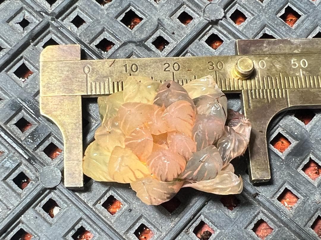 H*C様 多肉植物 ハオルチア　オブツーサ錦 水中月錦 糊斑 超美品 25株セッ