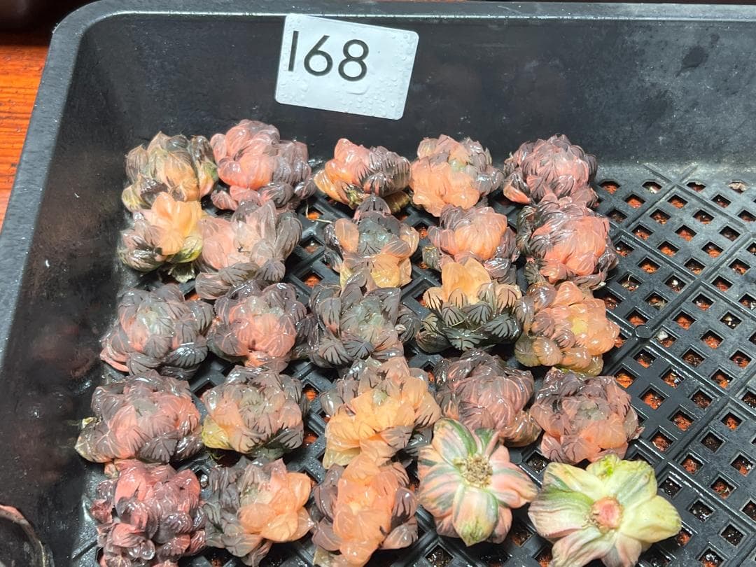 H*C様 多肉植物 ハオルチア　オブツーサ錦 水中月錦 糊斑 超美品 25株セッ