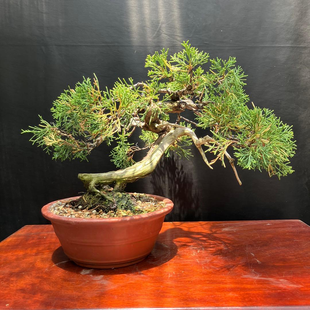 真柏(山採り) 盆栽 - メルカリ