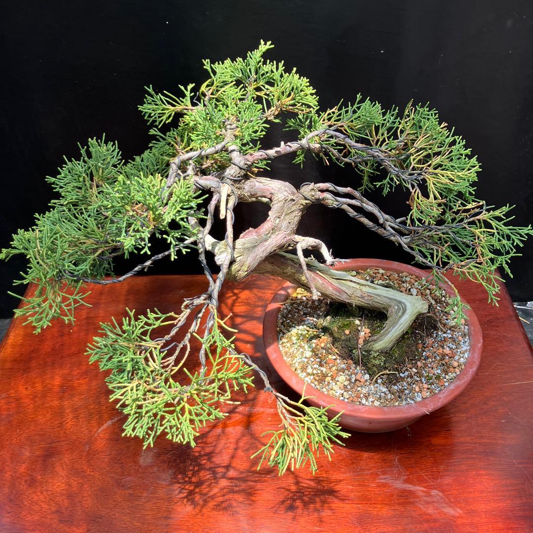 真柏(山採り) 盆栽 - メルカリ