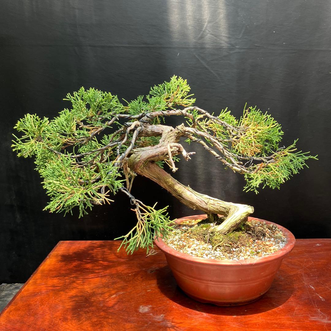 真柏(山採り) 盆栽 - メルカリ