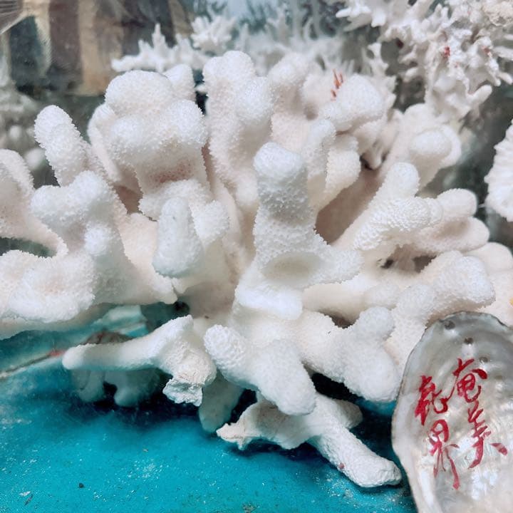 珊瑚と貝の置物　魚　红珊瑚　金運　財運　　標本レベル　開運
