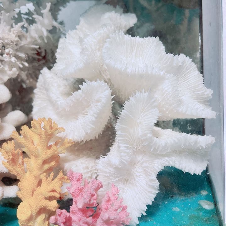 珊瑚と貝の置物　魚　红珊瑚　金運　財運　　標本レベル　開運