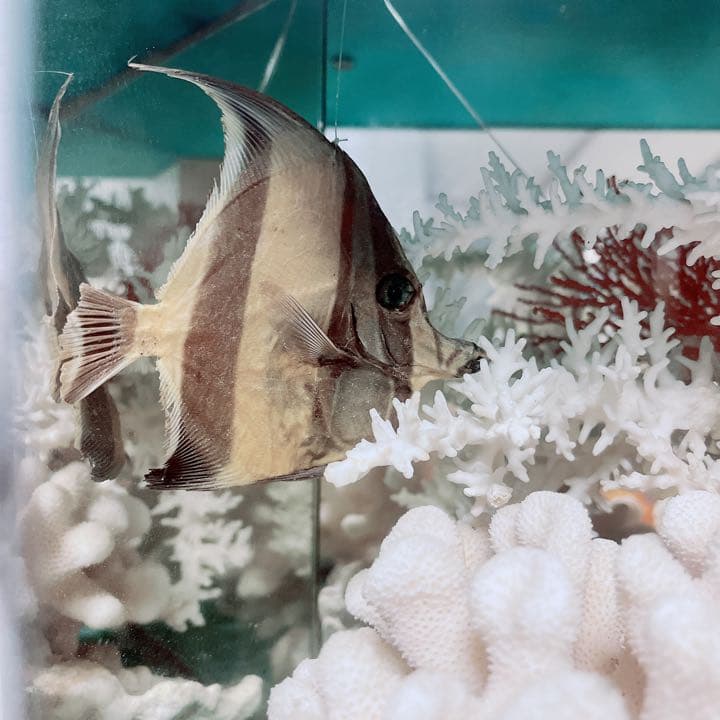 珊瑚と貝の置物　魚　红珊瑚　金運　財運　　標本レベル　開運