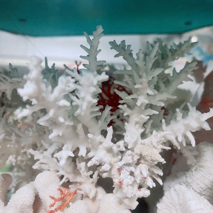 珊瑚と貝の置物　魚　红珊瑚　金運　財運　　標本レベル　開運