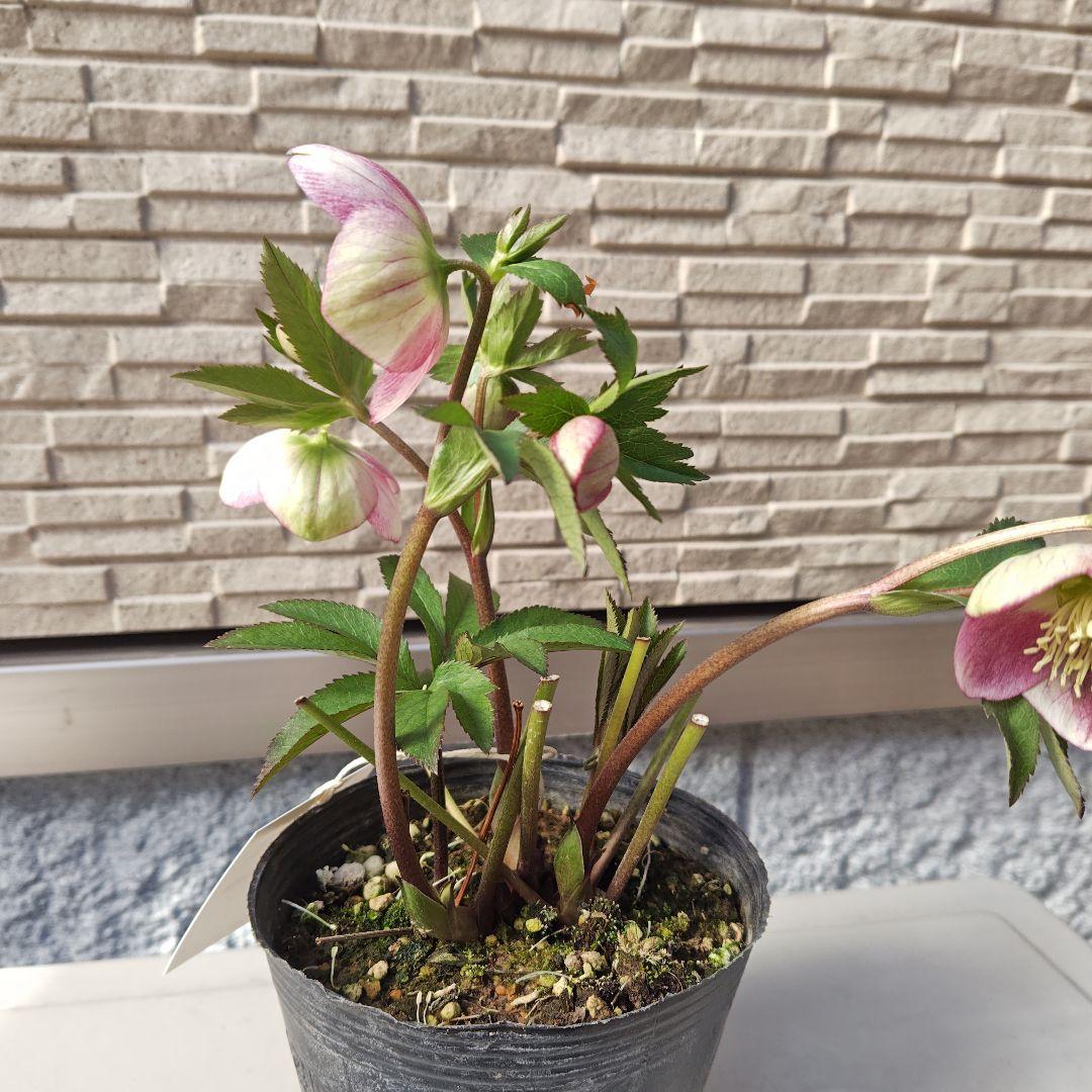 クリスマスローズ 大和園 パステリッシュストレイン①