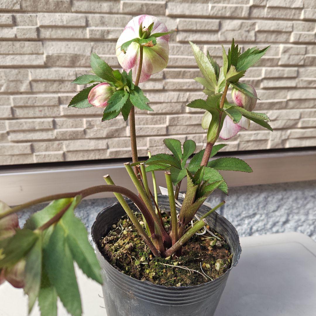 クリスマスローズ 大和園 パステリッシュストレイン①