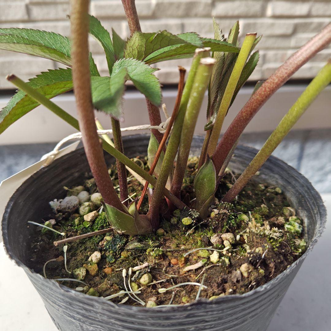 クリスマスローズ 大和園 パステリッシュストレイン①