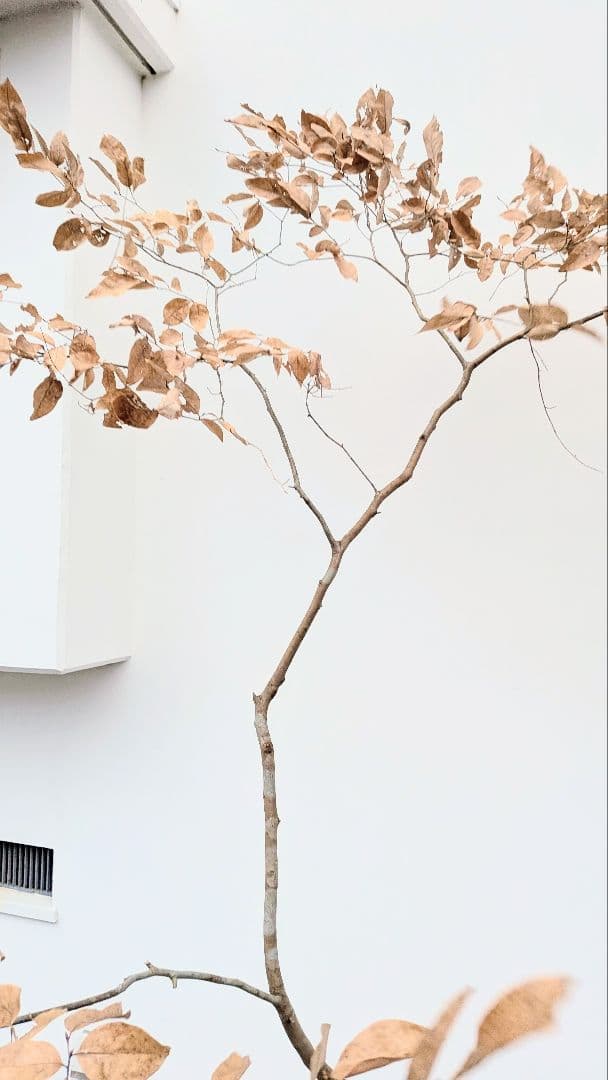 特大サイズ。山採りヤマコウバシ。