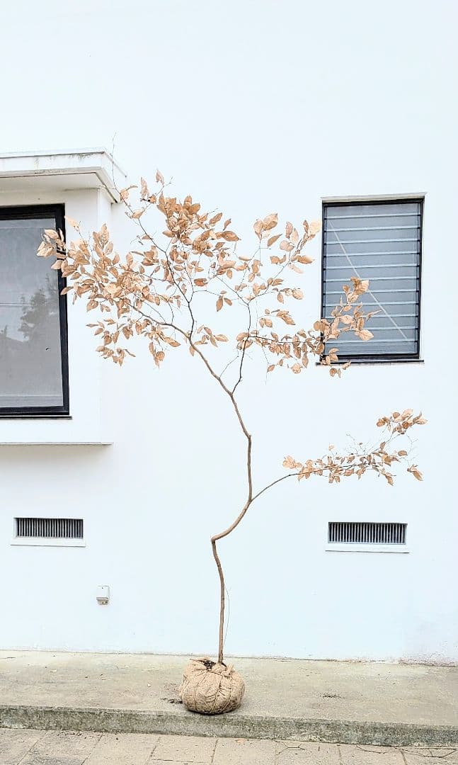 特大サイズ。山採りヤマコウバシ。