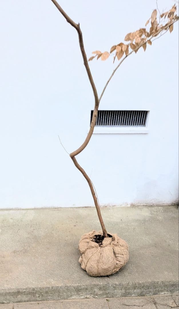 特大サイズ。山採りヤマコウバシ。