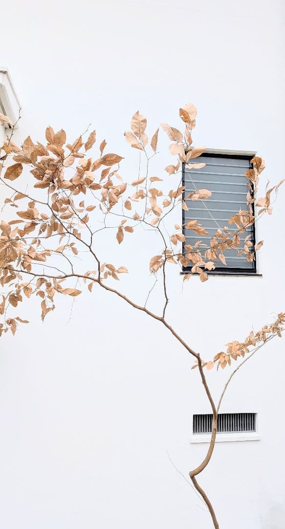 特大サイズ。山採りヤマコウバシ。