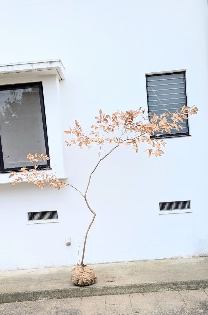 特大サイズ。山採りヤマコウバシ。