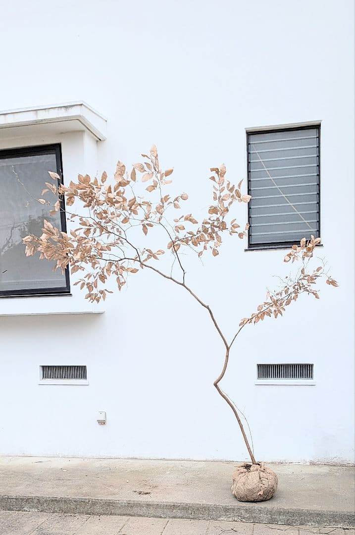 特大サイズ。山採りヤマコウバシ。