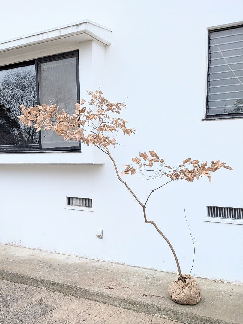 特大サイズ。山採りヤマコウバシ。