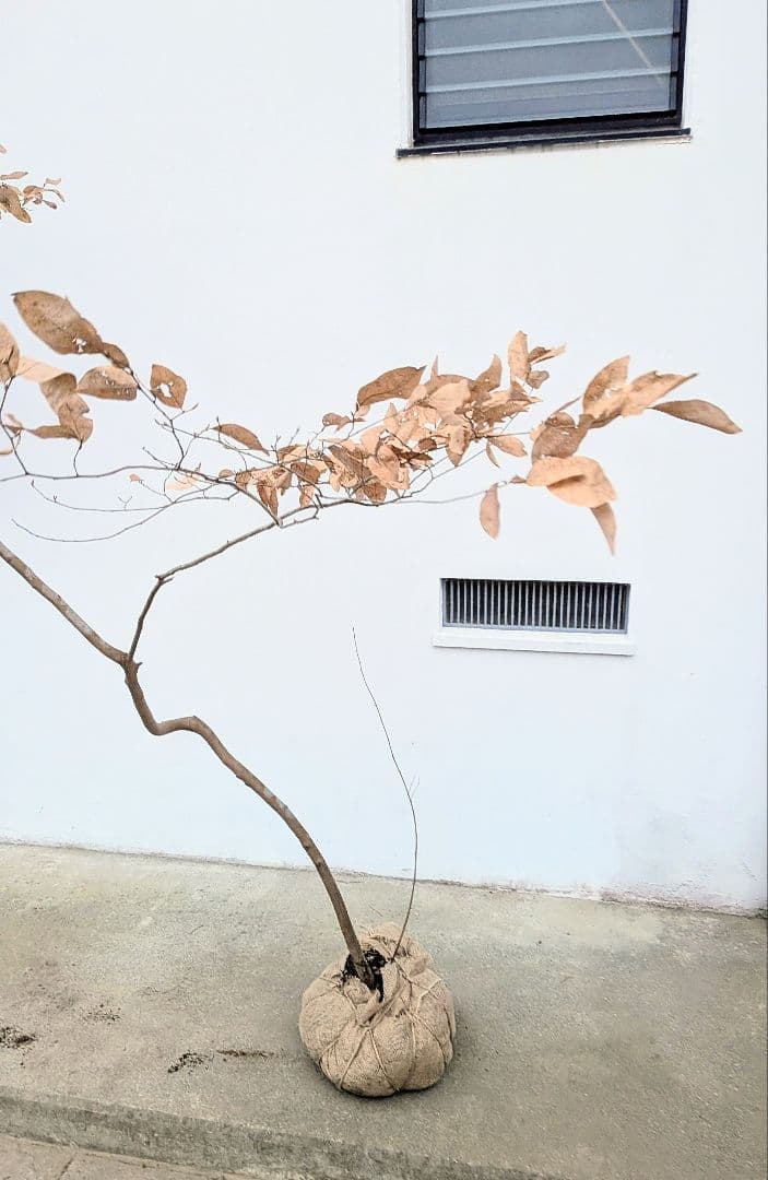 特大サイズ。山採りヤマコウバシ。