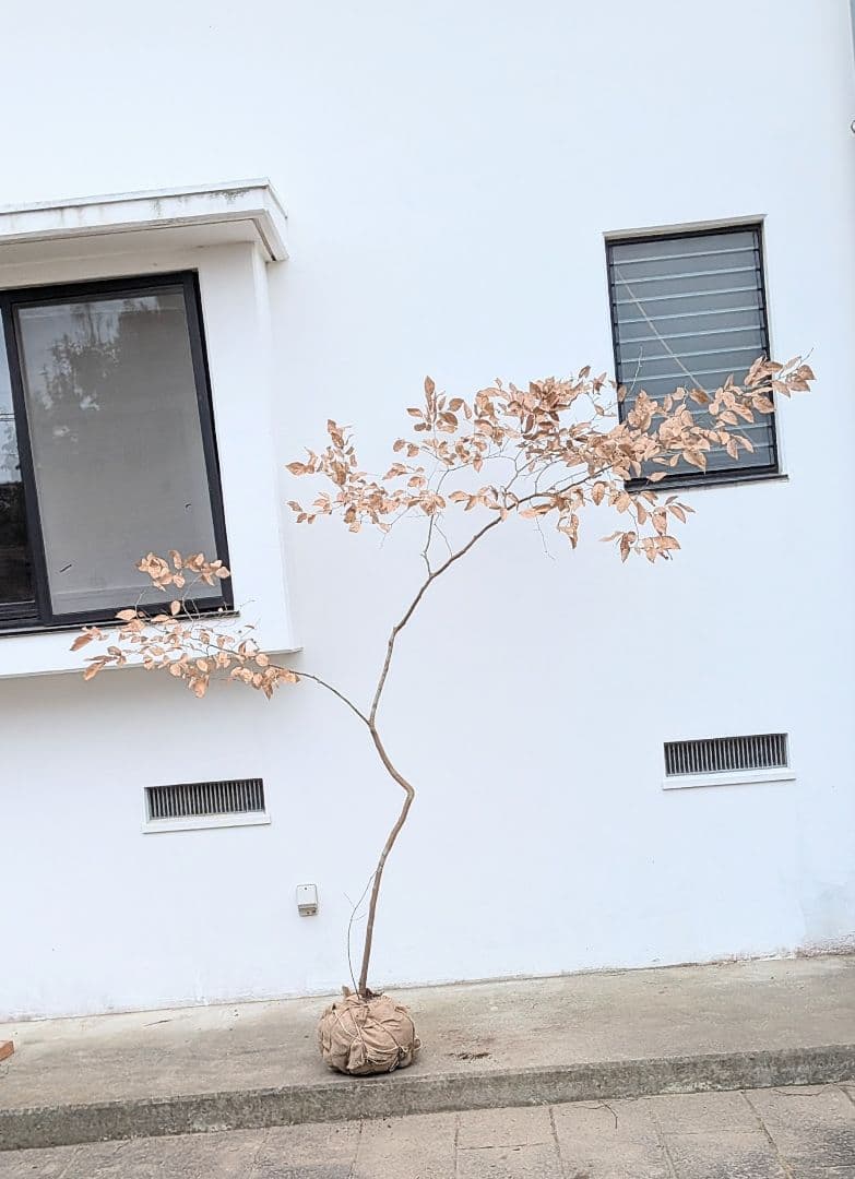 特大サイズ。山採りヤマコウバシ。