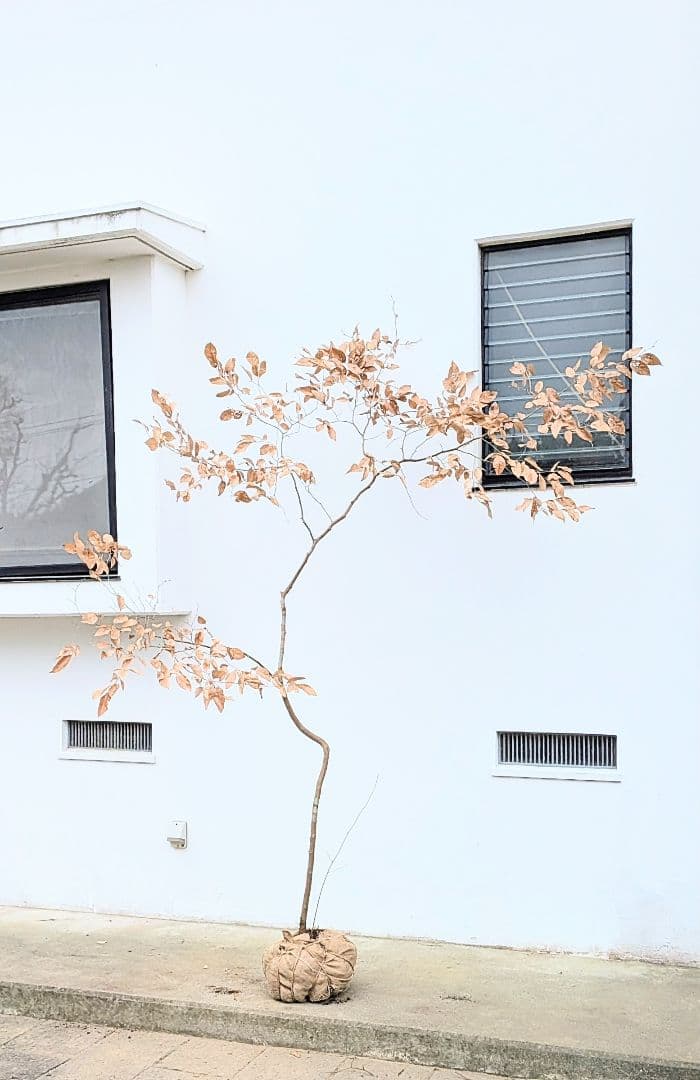 特大サイズ。山採りヤマコウバシ。