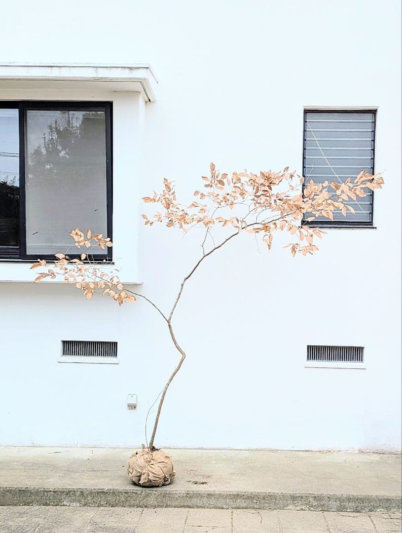 特大サイズ。山採りヤマコウバシ。