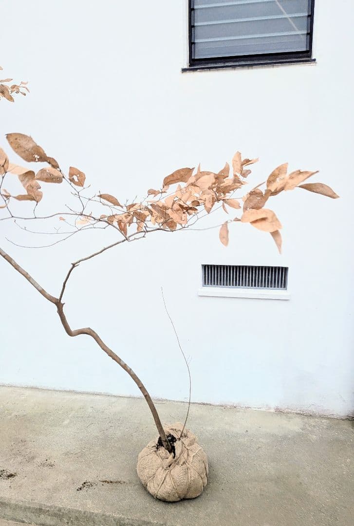 特大サイズ。山採りヤマコウバシ。