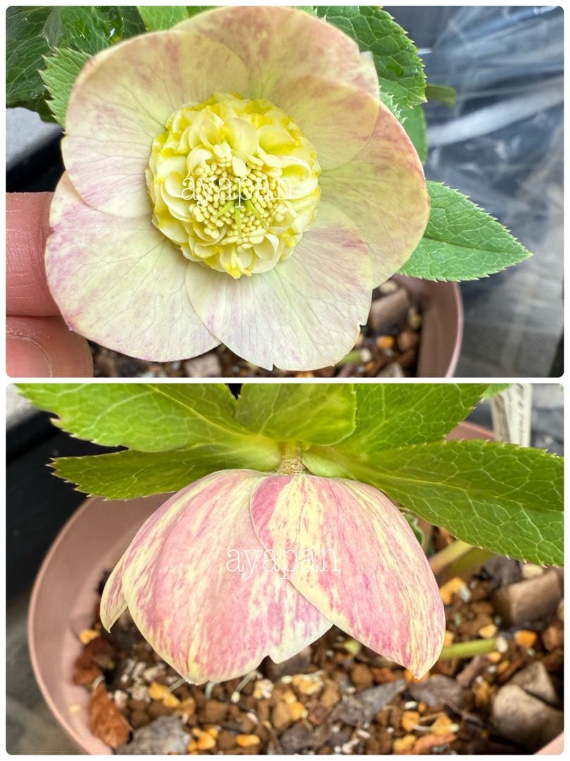 クリスマスローズ　加藤農園　絞りsd株分け