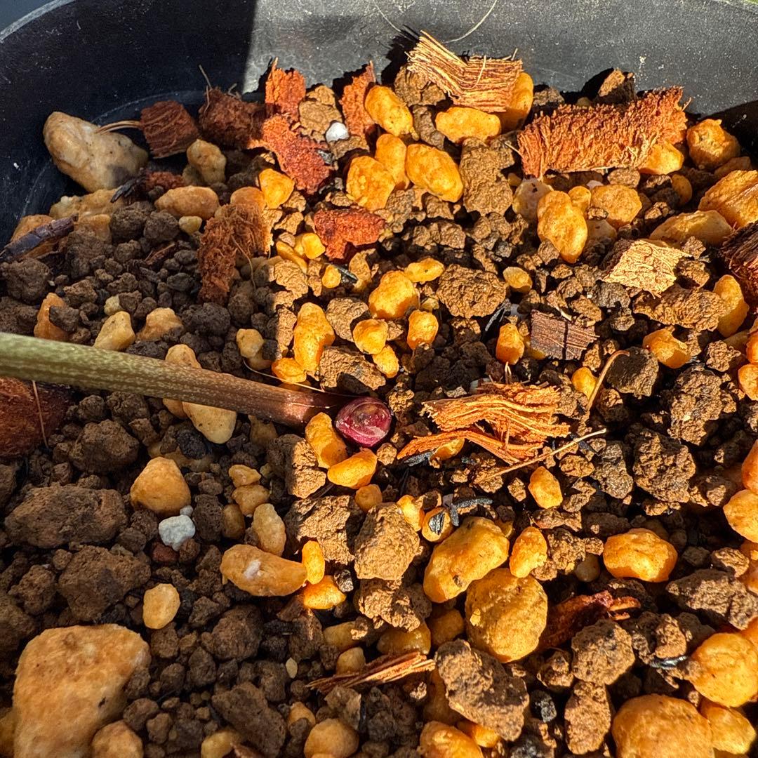 クリスマスローズ　加藤農園　絞りsd株分け