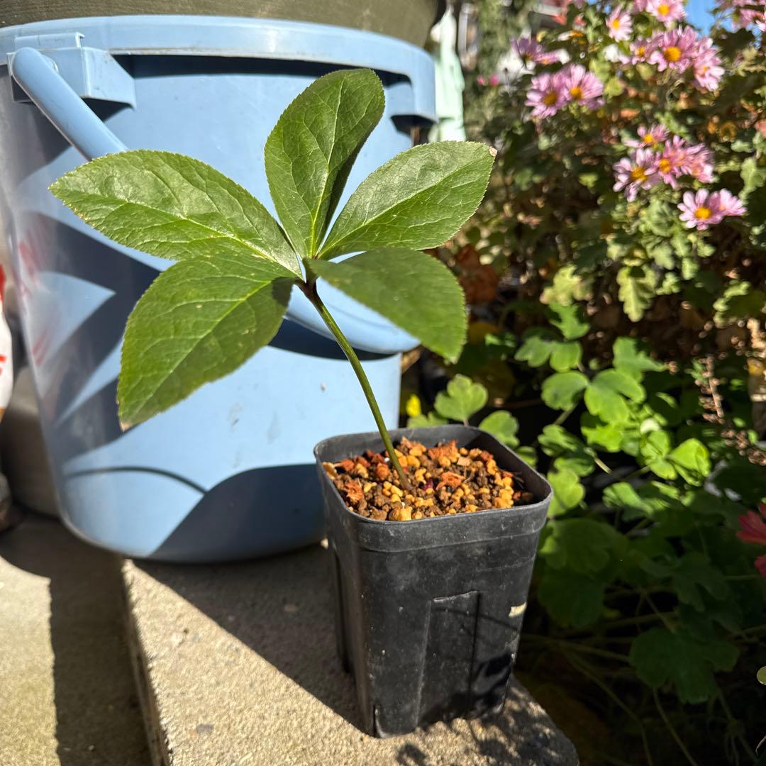 クリスマスローズ　加藤農園　絞りsd株分け