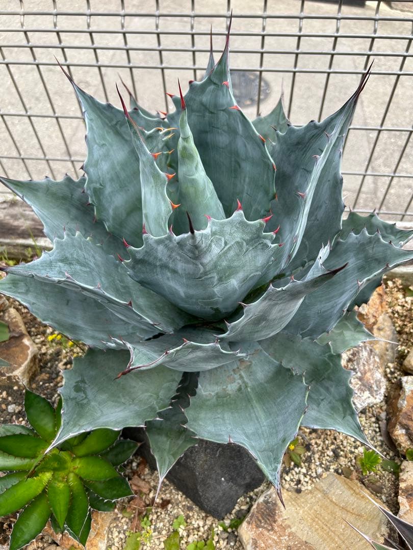 アガベブルーブライアン - メルカリ