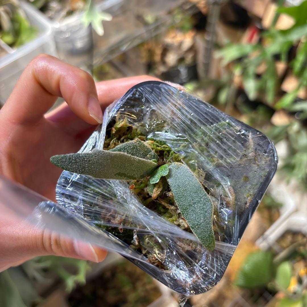 monster moon oc from pleco モンスタームーン　ドワーフ